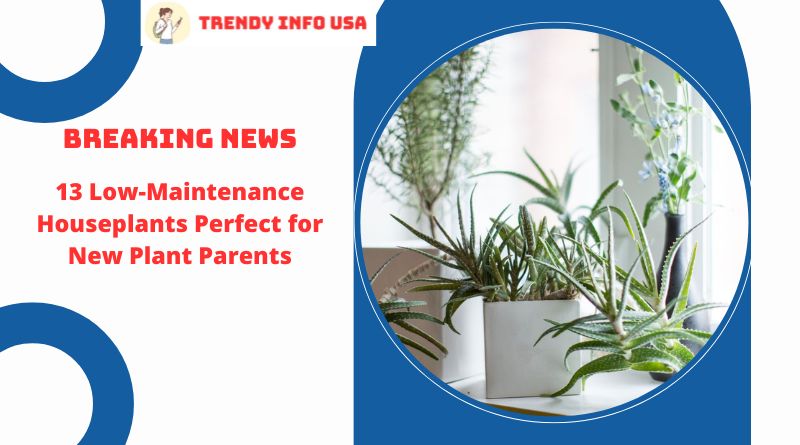 13 Low-Maintenance Houseplants Perfect for New Plant Parents