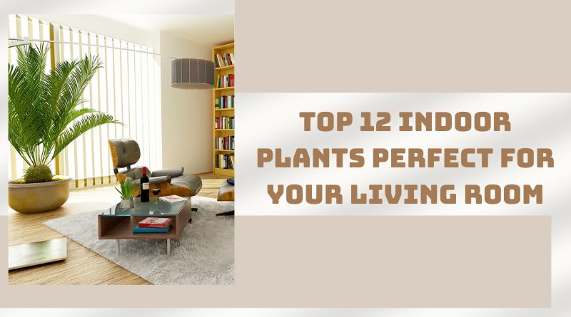 Top 12 Indoor Plants Perfect for Your Living Room