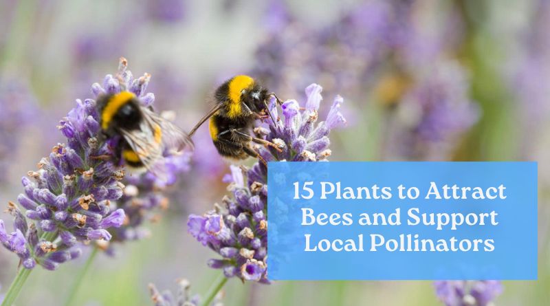 15 Plants to Attract Bees and Support Local Pollinators