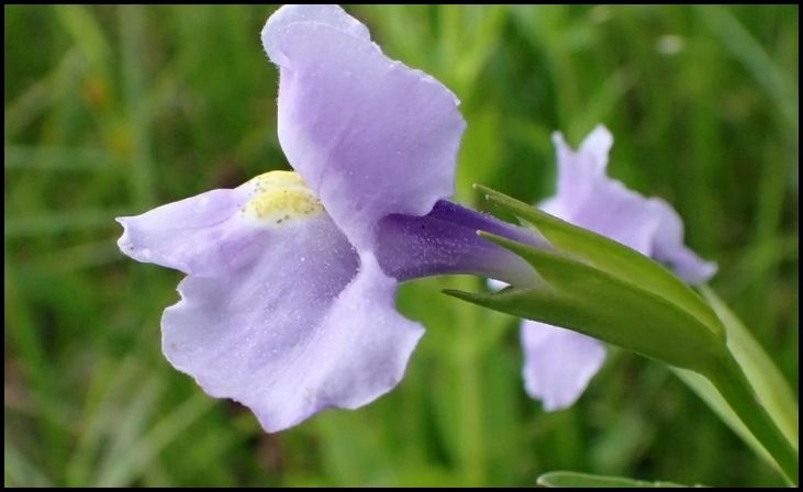 16 Best Plant Choices for a Vibrant Rain Garden