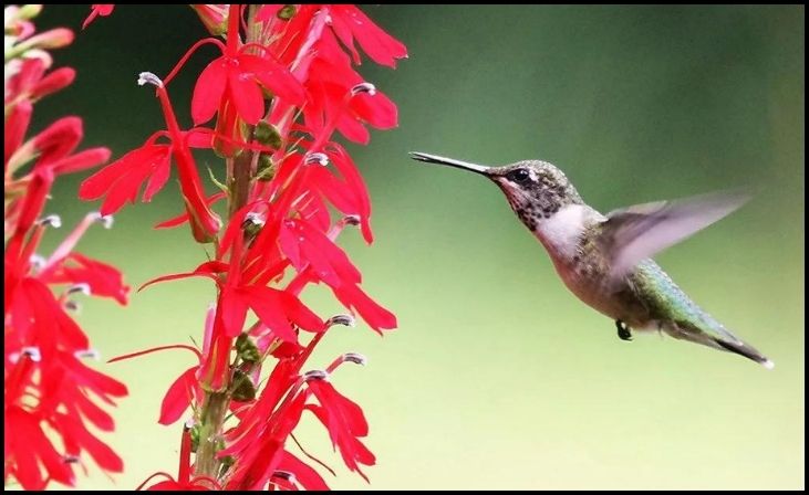 16 Best Plant Choices for a Vibrant Rain Garden