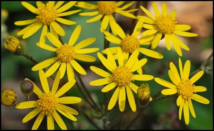 16 Best Plant Choices for a Vibrant Rain Garden