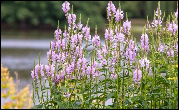 16 Best Plant Choices for a Vibrant Rain Garden