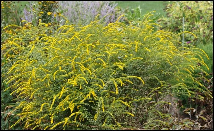 16 Best Plant Choices for a Vibrant Rain Garden