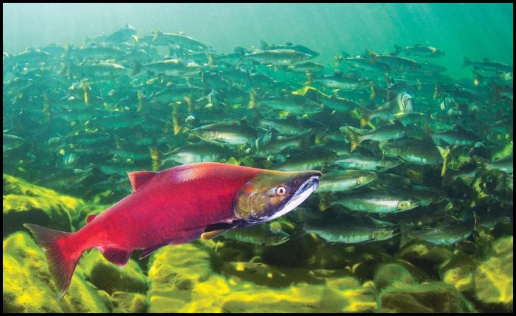 Salmon Spawn Miracle: Century-Old Barrier Removed, Fish Return