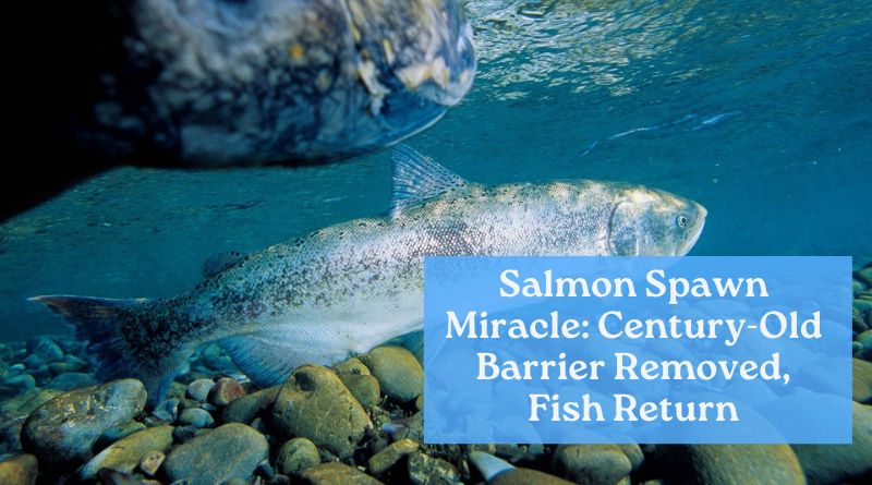 Salmon Spawn Miracle: Century-Old Barrier Removed, Fish Return